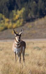 Pronghorn Antelope Buck in Grand Teton National Park Wyoming in Autumn
