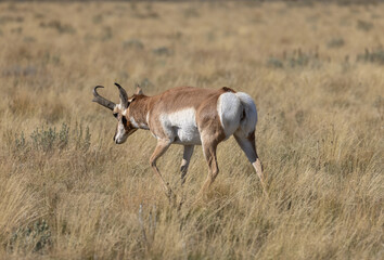 Pronghorn Antelope Buck in Grand Teton National Park Wyoming in Autumn
