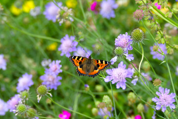 Small tortoiseshell butterfly (Aglais urticae) sitting on a purple flower in Zurich, Switzerland.