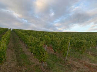 Weinberghang