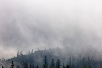 Misty morning. Mountain forest in the fog. Silhouettes of trees. Forest fire and smoke.