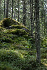 Twilight forest, illuminated by rare rays of the sun. Vertically growing and fallen trunks of coniferous trees. Hilly ground, huge stones covered with a thick layer of green moss, grass and greenery