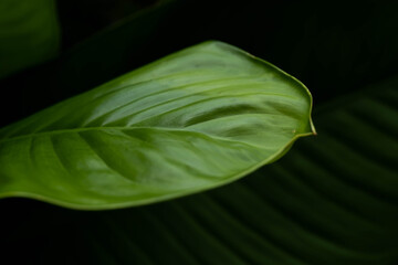 A tropical plant leaf on dark green background