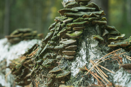 Tree Mushrooms Growing On A Fallen Tree Trunk. Parasitic Fungus On The Tree