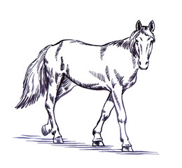 engrave ink draw horse illustration