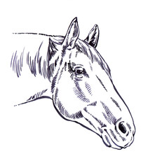 Obraz premium engrave ink draw horse illustration