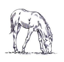 engrave ink draw horse illustration