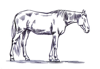 engrave ink draw horse illustration