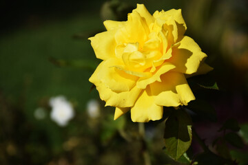 yellow flowers in the garden
