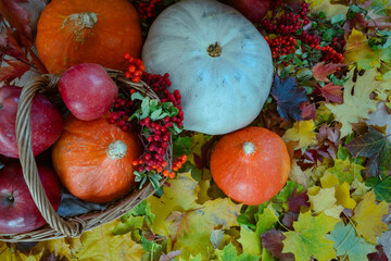 Multicolored autumn vegetables, pumpkins, apples on bright autumn foliage. View flat lay.