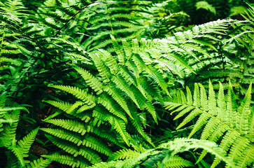 Fern growing in the forest. Green leaves of plants.