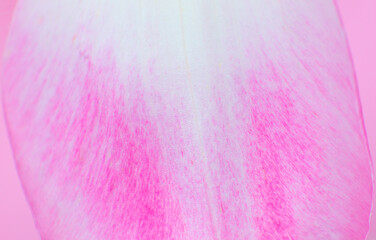 Petal from a pink tulip flower on the pink background. Minimalism, beautiful natural wallpaper. Copy space, close up.