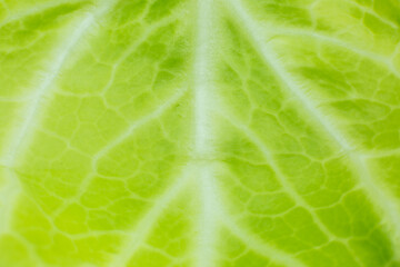 Green leaf close up. Fresh leaves texture background. Natural eco wallpaper. Vegetarian food. Vegetable and vitamins products. Macro photo.