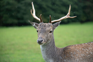 Dama dama deer, European fallow deer