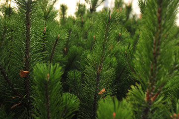 pine needles