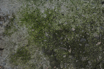 lichen on stone