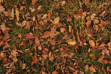 autumn leaves background