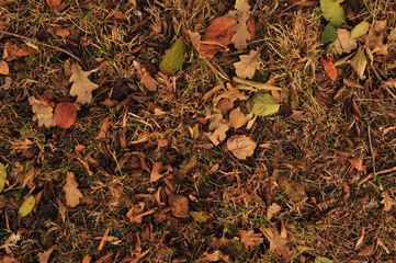 autumn leaves background