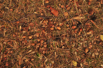 autumn leaves background