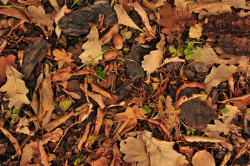 autumn leaves background