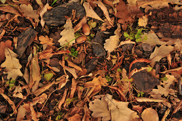 autumn leaves background
