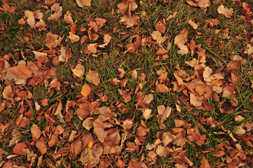 autumn leaves background