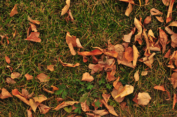 autumn leaves background
