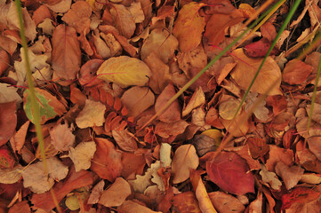 autumn leaves background