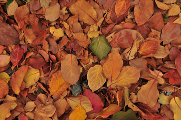 autumn leaves background