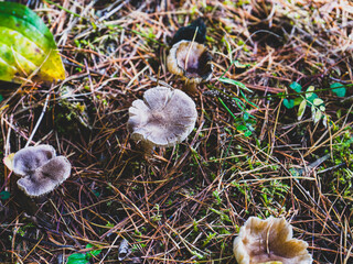 Inedible mushrooms top view. Mushrooms in the forest in autumn