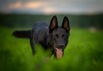 Black german shepherd dog running across the field