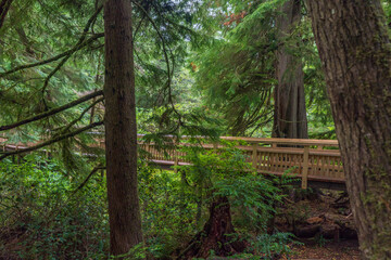 Rockaway Big Tree Boardwalk, Oregon Coast Highway 101