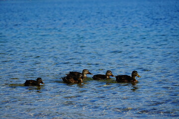 Un troupeau de canards dans le lac du Parc de Miribel, &agrave; quelques kilom&egrave;tres de Lyon