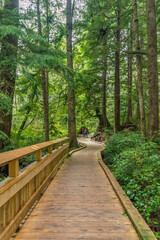 Fototapeta premium Rockaway Big Tree Boardwalk, Oregon Coast Highway 101