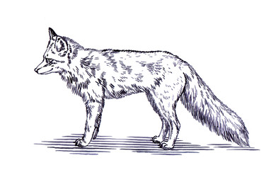 black and white engrave ink draw fox illustration