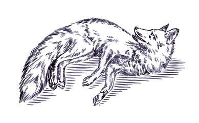 Fototapeta premium black and white engrave ink draw fox illustration