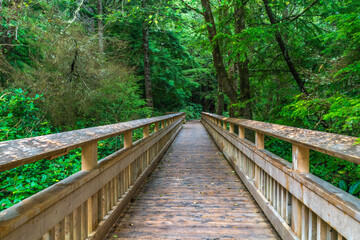 Rockaway Big Tree Boardwalk, Oregon Coast Highway 101