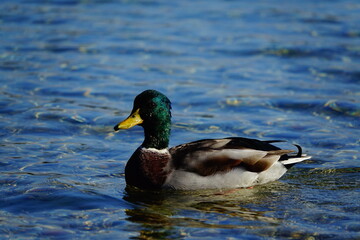 Canard colvert dans le lac du Grand Parc Miribel-Jonage, près de Lyon