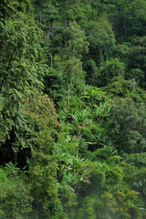 Obraz premium Bäume verschiedener Arten wie Palmen Laubbäume und Farne in grünem tropischen Dschungel Hochformat