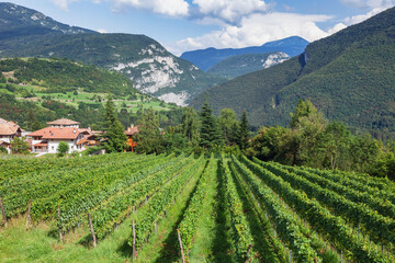 Fototapeta na wymiar Vineyard in South Tyrol Italy
