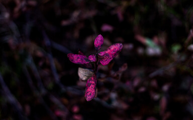 a small pink branch