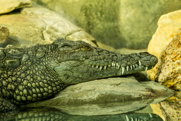 Fototapeta premium Crocodile resting by the pond, on the rocky shore