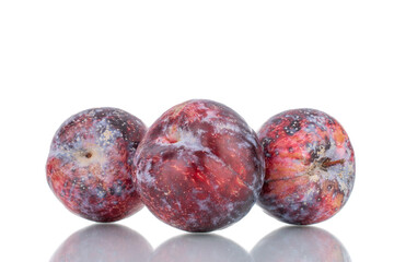 Three ripe purple plums, close-up, isolated on white.