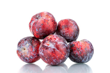 Several ripe purple plums, close-up, isolated on white.