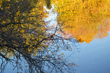 A beautiful autumn landscape is reflected in the river, yellow trees