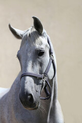 Fototapeta na wymiar Grey horse close up portrait against gray background