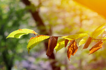 Autumn scene with acacia leaves. Nature background.