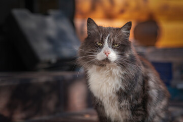 Portrait of an old fat cat at a summer cottage.