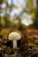 Mushroom in a chestnut forest.