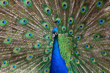 Fototapeta na wymiar Beautiful peacock showing his colorful feathers